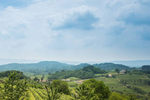 I Quaderni di WineNews - I Bianchi del Collio