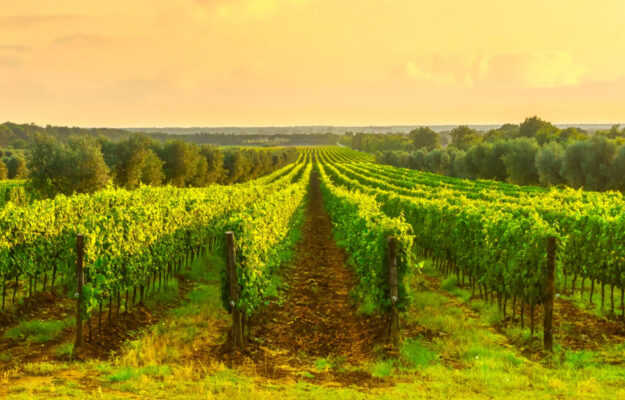 Il mercato del vino non corre, ma i vigneti di pregio restano asset alternativi tra i pi&ugrave; strategici