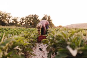 Pi&ugrave; valore alla figura dell&rsquo;agricoltore anche grazie a contratti equi: l&rsquo;assist del Consiglio Ue