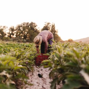 Pi&ugrave; valore alla figura dell&rsquo;agricoltore anche grazie a contratti equi: l&rsquo;assist del Consiglio Ue