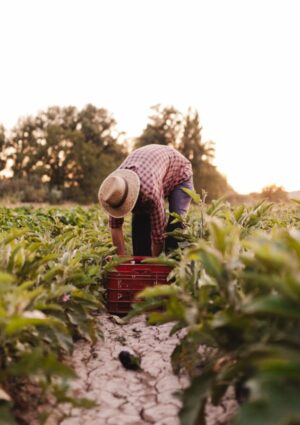 Pi&ugrave; valore alla figura dell&rsquo;agricoltore anche grazie a contratti equi: l&rsquo;assist del Consiglio Ue