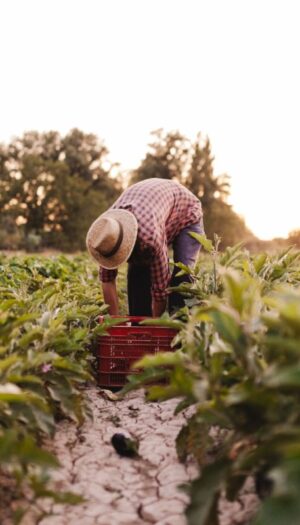 Pi&ugrave; valore alla figura dell&rsquo;agricoltore anche grazie a contratti equi: l&rsquo;assist del Consiglio Ue