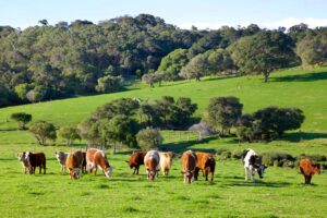 La produzione mondiale di carne &egrave; quadruplicata in 60 anni, ma persistono forti squilibri nel mondo