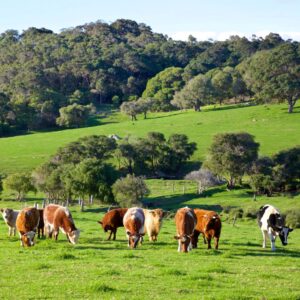 La produzione mondiale di carne &egrave; quadruplicata in 60 anni, ma persistono forti squilibri nel mondo