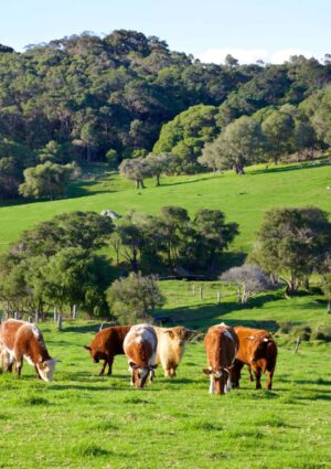 La produzione mondiale di carne &egrave; quadruplicata in 60 anni, ma persistono forti squilibri nel mondo