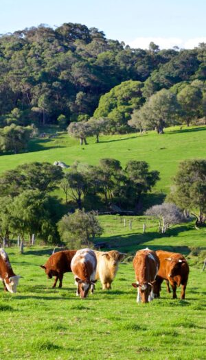 La produzione mondiale di carne &egrave; quadruplicata in 60 anni, ma persistono forti squilibri nel mondo