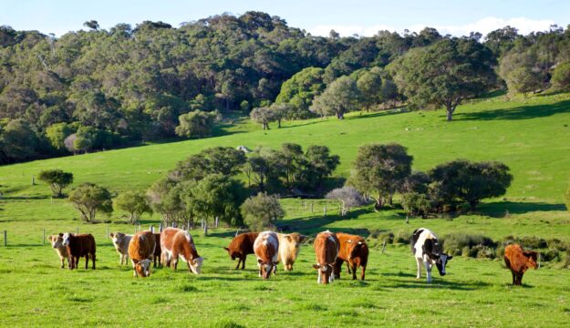 La produzione mondiale di carne &egrave; quadruplicata in 60 anni, ma persistono forti squilibri nel mondo