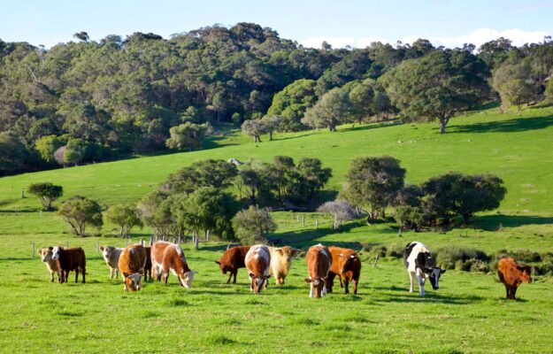 ABITUDINI ALIMENTARI, ALLEVAMENTI, CARNE, CONSUMI MONDIALI, FAO, ZOOTECNIA, Non Solo Vino