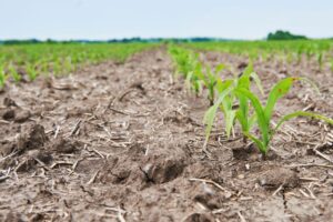 Siccit&agrave;, nasce l&rsquo;indicatore Ds (Drought Sensitivity) che misura la riduzione delle rese agricole