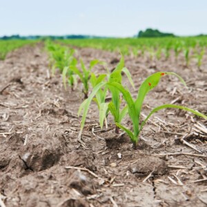 Siccit&agrave;, nasce l&rsquo;indicatore Ds (Drought Sensitivity) che misura la riduzione delle rese agricole