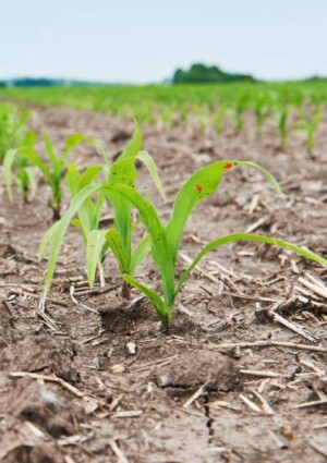 Siccit&agrave;, nasce l&rsquo;indicatore Ds (Drought Sensitivity) che misura la riduzione delle rese agricole