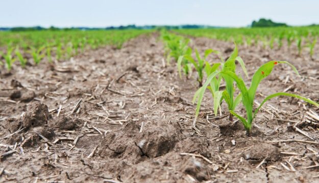 Siccit&agrave;, nasce l&rsquo;indicatore Ds (Drought Sensitivity) che misura la riduzione delle rese agricole