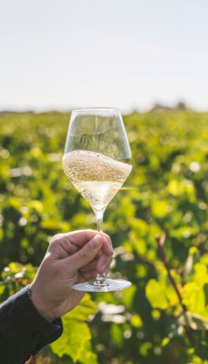 Prove di partnership tra Pommery ed Henkell per dare vita ad un gigante mondiale delle bollicine