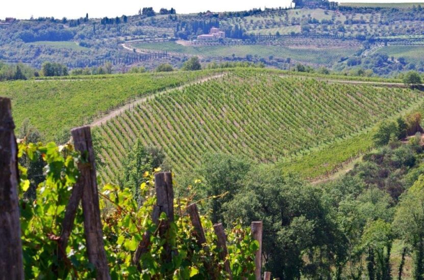 Il vigneto a Coltibuono (ph: Badia a Coltibuono)