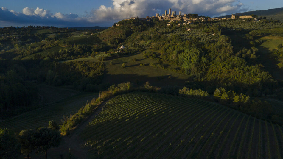 Consorzio Vernaccia San Gimignano - Vigne verso il paese