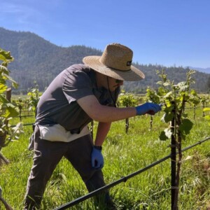 Batteri e funghi benefici &ldquo;alleati&rdquo; del vino: nuove speranze contro le malattie della vite