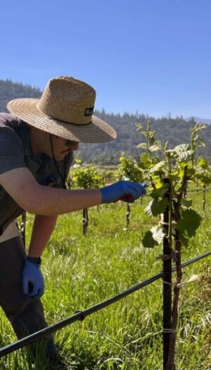 Batteri e funghi benefici &ldquo;alleati&rdquo; del vino: nuove speranze contro le malattie della vite