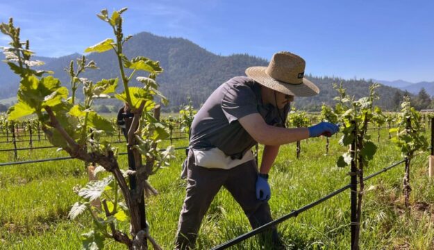 Batteri e funghi benefici &ldquo;alleati&rdquo; del vino: nuove speranze contro le malattie della vite