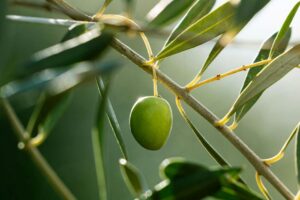 L&rsquo;olio extravergine come leva sociale, e non solo economica, per i territori e le comunit&agrave; rurali