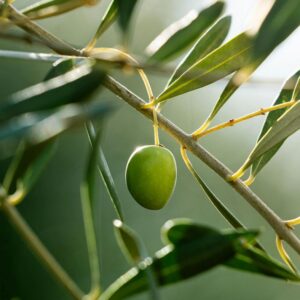 L&rsquo;olio extravergine come leva sociale, e non solo economica, per i territori e le comunit&agrave; rurali