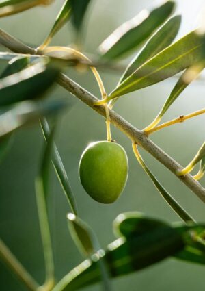 L&rsquo;olio extravergine come leva sociale, e non solo economica, per i territori e le comunit&agrave; rurali