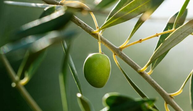 L&rsquo;olio extravergine come leva sociale, e non solo economica, per i territori e le comunit&agrave; rurali