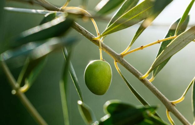 COMUNITA', OLIO, OLIO EXTRAVERGINE DI OLIVA, OLIO ITALIANO, TERRITORI RURALI, UNICUSANO, Non Solo Vino