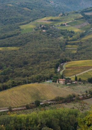 Italia &ldquo;Paese forestale&rdquo;: i Comuni del vino pi&ugrave; &ldquo;boscosi&rdquo; per ettari di bosco o indice di boscosit&agrave;