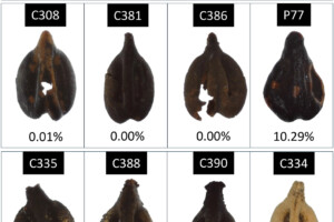 Archaeology and Dna rewrite wine history. Which was mainly white 2000 years ago in Chianti