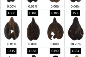 Archeologia e Dna riscrivono la storia del vino. Che 2000 anni fa in Chianti era soprattutto bianco