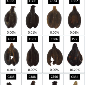 Archeologia e Dna riscrivono la storia del vino. Che 2000 anni fa in Chianti era soprattutto bianco
