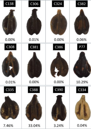 Archeologia e Dna riscrivono la storia del vino. Che 2000 anni fa in Chianti era soprattutto bianco
