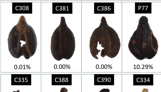 Archaeology and Dna rewrite wine history. Which was mainly white 2000 years ago in Chianti