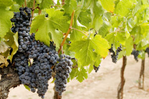 Dall&rsquo;irrigazione alla densit&agrave; di impianto: la Francia pensa alle novit&agrave; per il futuro del vino