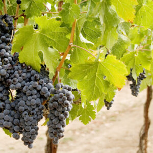 Dall&rsquo;irrigazione alla densit&agrave; di impianto: la Francia pensa alle novit&agrave; per il futuro del vino