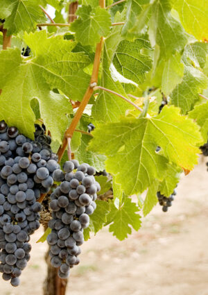 Dall&rsquo;irrigazione alla densit&agrave; di impianto: la Francia pensa alle novit&agrave; per il futuro del vino