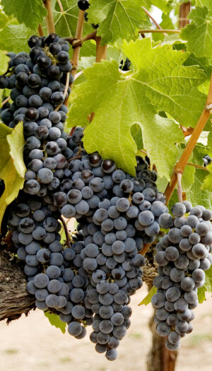 Dall&rsquo;irrigazione alla densit&agrave; di impianto: la Francia pensa alle novit&agrave; per il futuro del vino