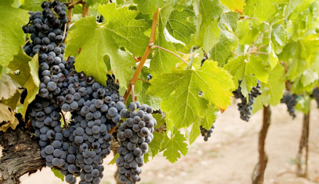 Dall&rsquo;irrigazione alla densit&agrave; di impianto: la Francia pensa alle novit&agrave; per il futuro del vino