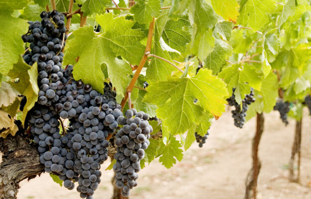 FRANCIA, INAO, vino, Mondo