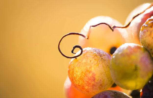 Heat in the vineyards, dont panic. But the first effects on the grapes are starting to s
