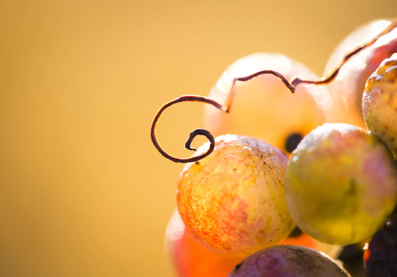 Caldo in vigna, “niente panico”. Ma i primi effetti si vedono