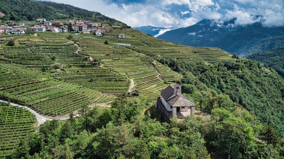 Va in scena in Val di Cembra la rassegna “Müller Thurgau: Vino di Montagna”
