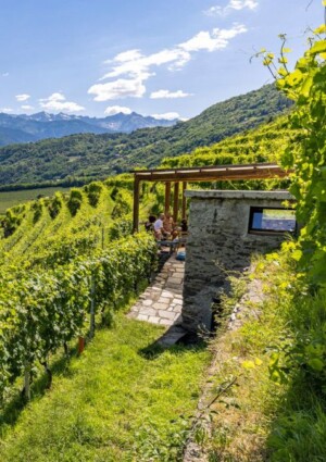 Vino e agrifood, l&rsquo;Italia accelera con investimenti pubblici record (16,8 miliardi di euro)