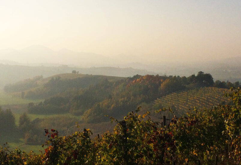 Vicara, nel Monferrato, scommette sul Grignolino