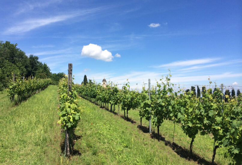 Vicara, nel Monferrato, scommette sul Grignolino