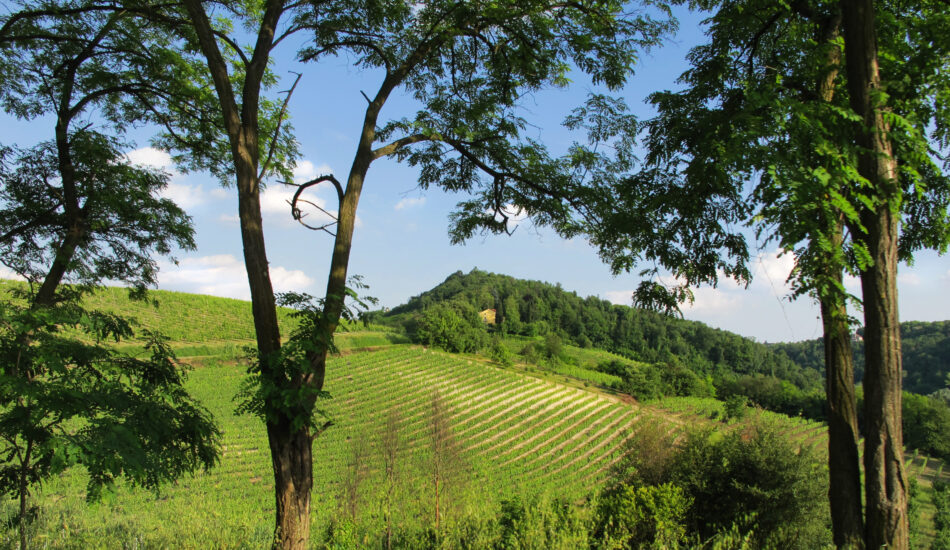 Vicara, nel Monferrato, scommette sul Grignolino