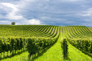 Climate change, sostenibilit&agrave;, innovazione, salute: l&rsquo;Oiv guarda alle sfide del vino con la ricerca