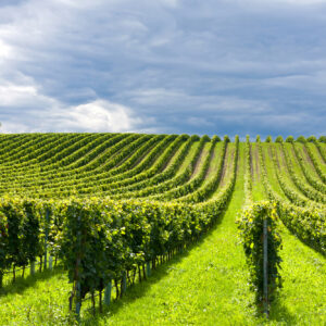 Climate change, sostenibilit&agrave;, innovazione, salute: l&rsquo;Oiv guarda alle sfide del vino con la ricerca