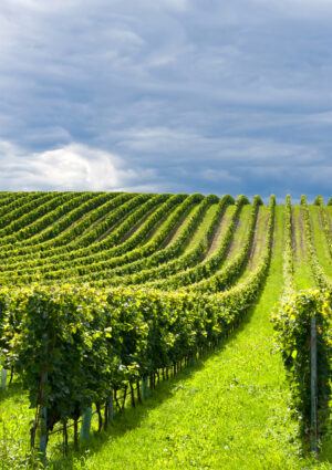 Climate change, sostenibilit&agrave;, innovazione, salute: l&rsquo;Oiv guarda alle sfide del vino con la ricerca