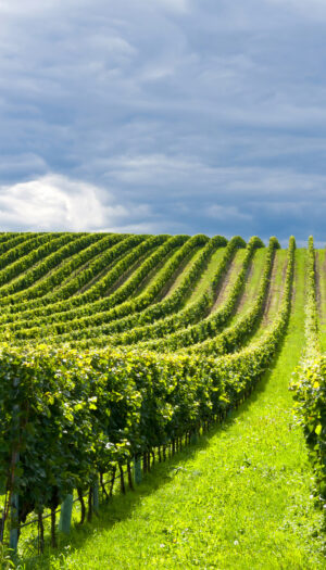 Climate change, sostenibilit&agrave;, innovazione, salute: l&rsquo;Oiv guarda alle sfide del vino con la ricerca